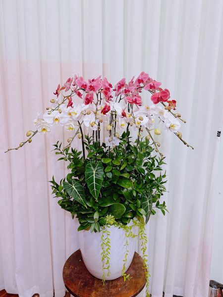  LHĐ - Chậu 9 cành phát tài phát lộc 