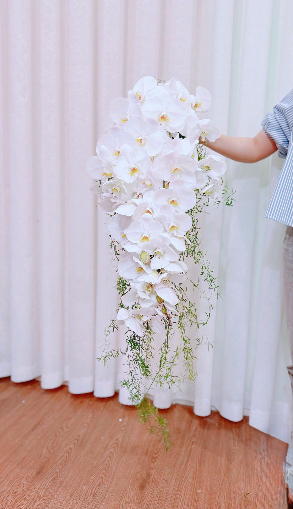  HC - lan hồ điệp 