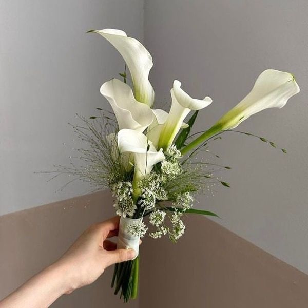  HC - Calla trắng nhập khẩu 