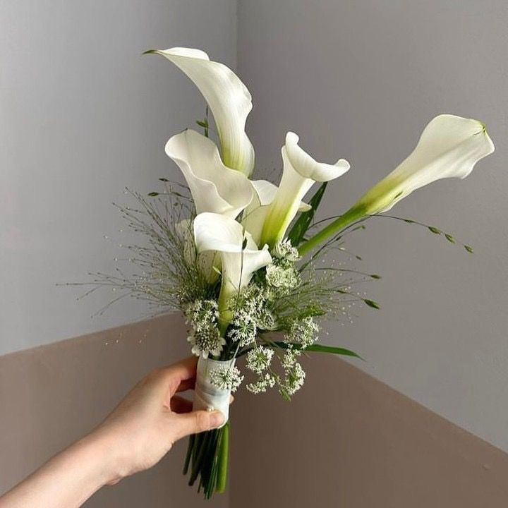  HC - Calla trắng nhập khẩu 