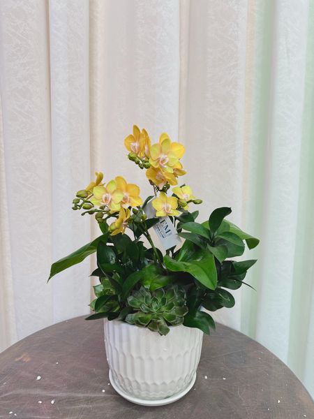  LHĐ - Chậu 2 vòi để bàn thờ 