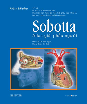  Sobotta Atlas giải phẫu người 
