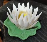  Xông trầm (cúc trắng) - TN68A 