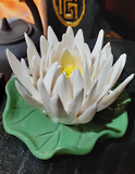  Xông trầm (cúc trắng) - TN68A 