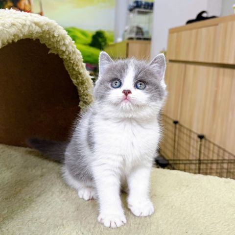 Mèo Anh Lông Ngắn Màu Bicolor