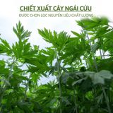 Hộp 12 Miếng Dán Ngải Cứu Giúp Giảm Đau Vai Gáy Thải Độc An Toàn Hiệu Quả Cho Sức Khoẻ