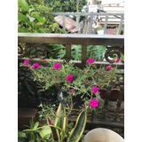 Giỏ Sắt Treo Chậu Cây, Kệ Để Chậu Hoa Cây Cảnh Có Móc Treo Ngoài Ban Công Tiện Lợi
