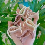 Kẹp Tóc Càng Cua Hàn Quốc Hottrend Tông Màu Trà Sữa Nhẹ Nhàn Trơn Nhám.