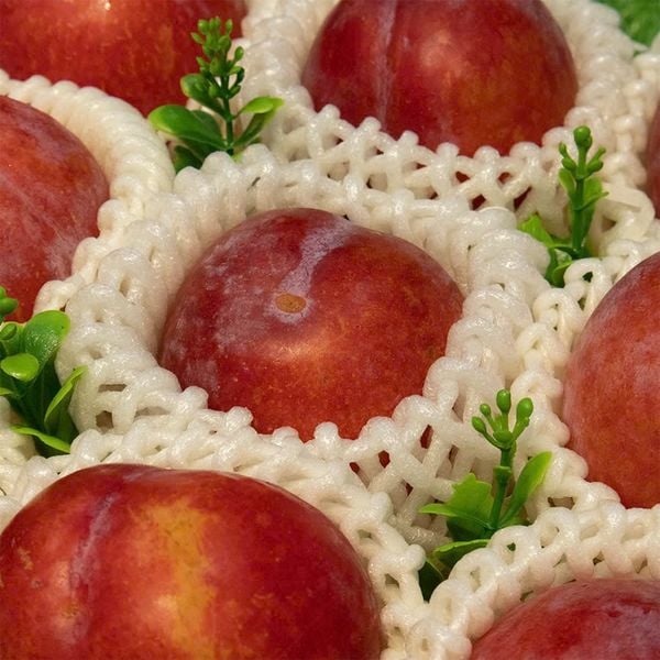 Mận Úc October Sun