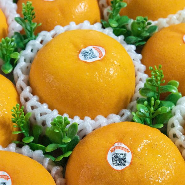 Quýt Orah - Nội địa Trung