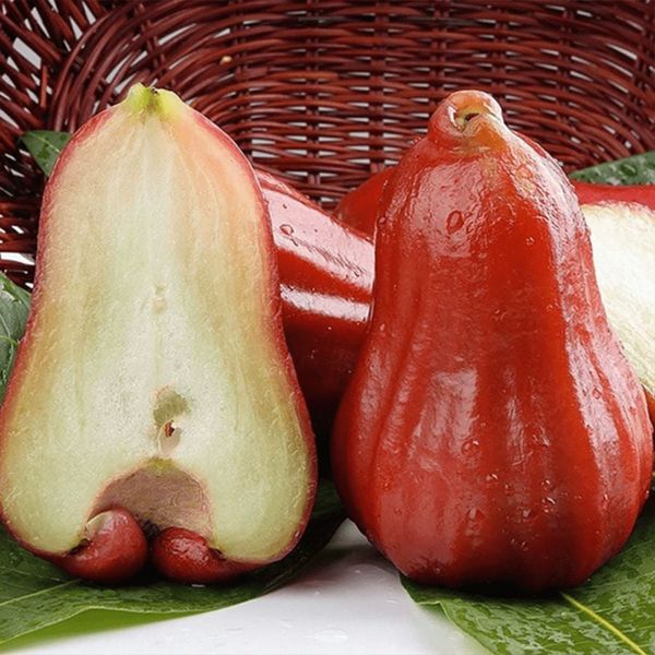 Roi đỏ An Phước