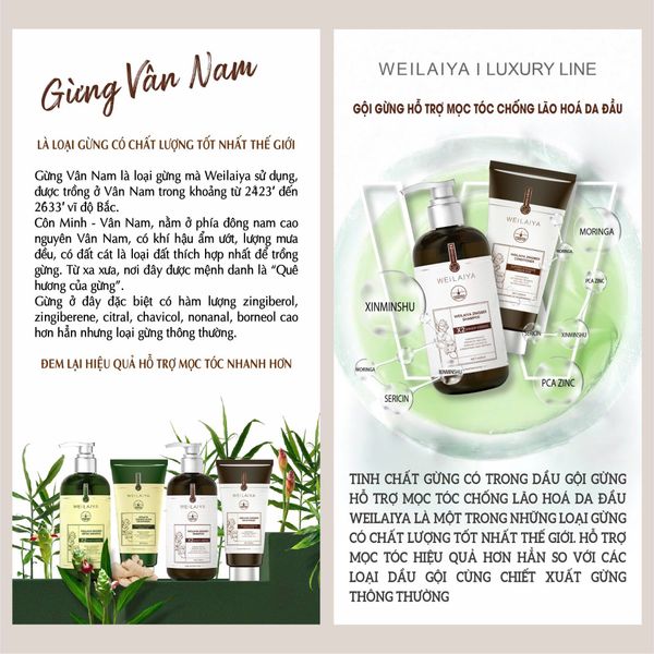 Cặp Gội Xả Gừng Detox - Gừng Thảo Mộc Weilaiya Luxury - Phiên bản mới hiệu quả mọc tóc X2 lần