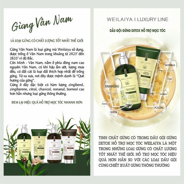 Cặp Gội Xả Gừng Detox - Gừng Thảo Mộc Weilaiya Luxury - Phiên bản mới hiệu quả mọc tóc X2 lần