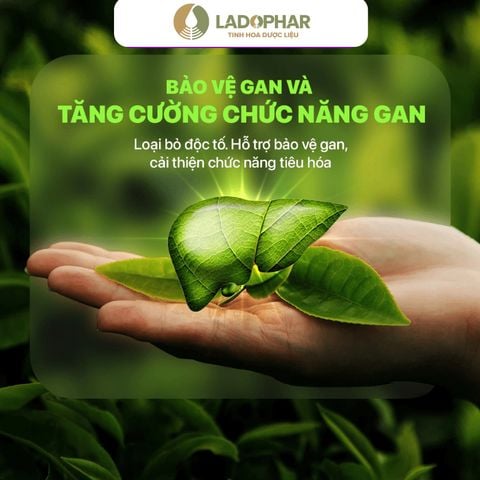 LADO ACTISO ỐNG UỐNG ACTISÔ