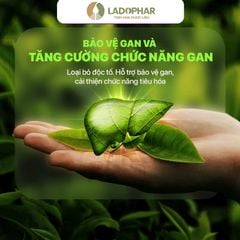 LADO ACTISO ỐNG UỐNG ACTISÔ