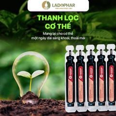 LADO ACTISO ỐNG UỐNG ACTISÔ