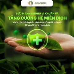 LADO TEA TRÀ GỪNG SẢ
