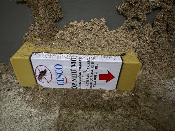 Báo giá dịch vụ diệt mối tận gốc, hiệu quả, có bảo hành