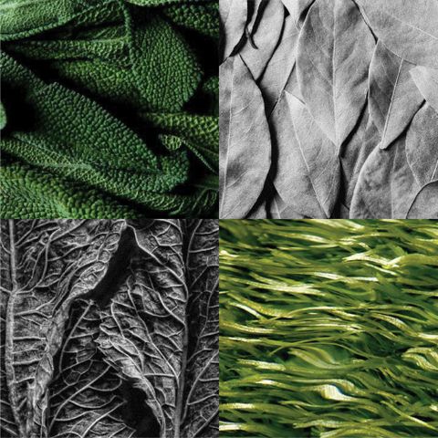 WOOD SAGE / SCENTED OIL FOR PAINTING