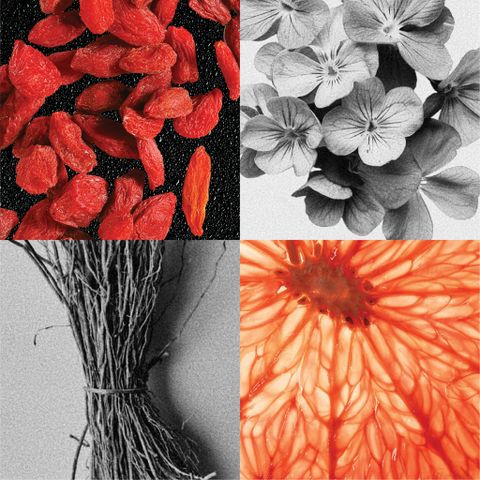 GOJI BERRY / SCENTED OIL FOR PAINTING