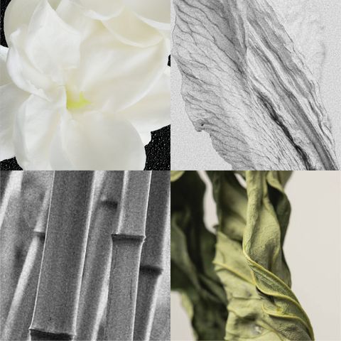 JASMINE TEA / SCENTED OIL FOR PAINTING