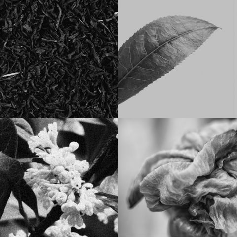 BLACK TEA / SCENTED OIL FOR PAINTING