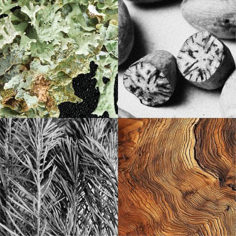 OAKMOSS / SCENTED OIL FOR PAINTING