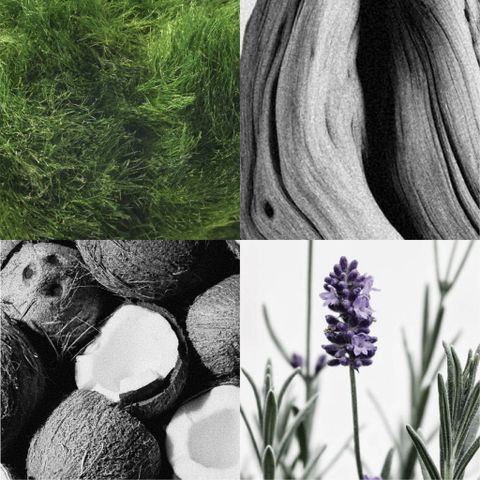 WATER MOSS / SCENTED OIL FOR PAINTING