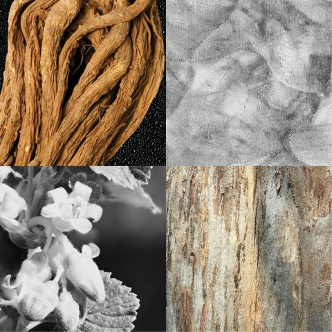 ANGELICA / SCENTED OIL FOR PAINTING