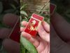 Bật lửa Dupont hình con ngựa màu mận viền vàng D33-video
