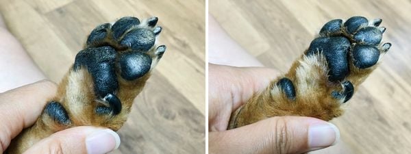 Kem dưỡng ẩm cho chó - Mypet Doctor Medidogs