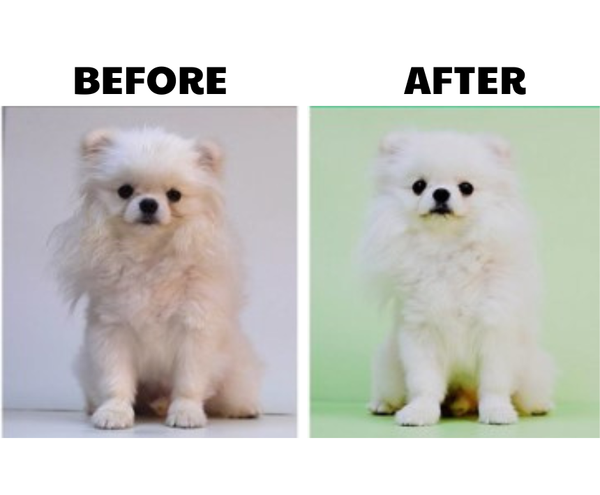 Dầu tắm khử mùi - Mypet Doctor Fresh Deodorant Pet Shampoo