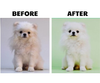 Dầu tắm khử mùi - Mypet Doctor Fresh Deodorant Pet Shampoo