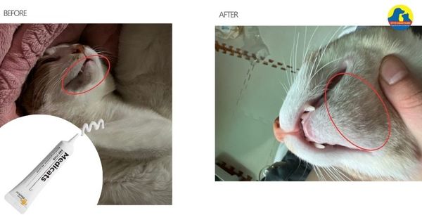 Kem dưỡng ẩm, loại bỏ mụn cằm mèo - Mypet Doctor Medicats