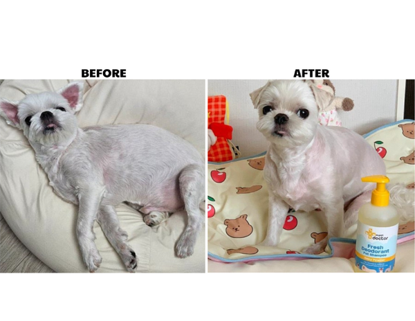 Dầu tắm khử mùi - Mypet Doctor Fresh Deodorant Pet Shampoo