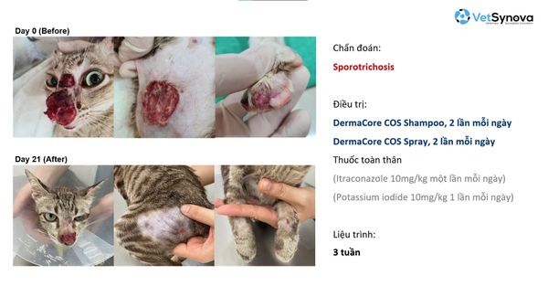 Dầu tắm hỗ trợ viêm, nấm da - DermaCore COS SHAMPOO (Chai 250ml)