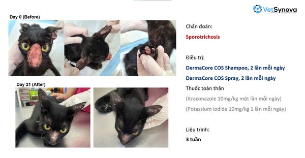 Dầu tắm hỗ trợ viêm, nấm da - DermaCore COS SHAMPOO (Chai 250ml)