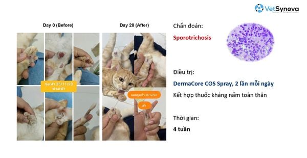 Xịt khử mùi, chăm sóc vết thương - DermaCore COS SPRAY