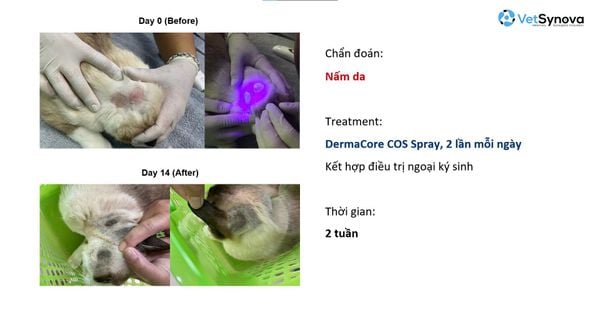 Xịt khử mùi, chăm sóc vết thương - DermaCore COS SPRAY