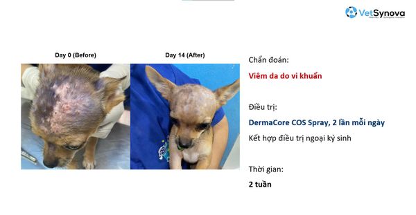 Xịt khử mùi, chăm sóc vết thương - DermaCore COS SPRAY