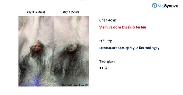 Xịt khử mùi, chăm sóc vết thương - DermaCore COS SPRAY