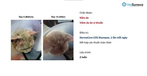 Xịt khử mùi, chăm sóc vết thương - DermaCore COS SPRAY