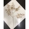 Cành Lá Táo Vàng , Cành Rẻ Quạt Tạo Điểm Trang Trí Decor