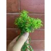 100g hoa baby - hoa nhí - cỏ điểm trang trí hộp quà , bó hoa tươi - hoa sáp