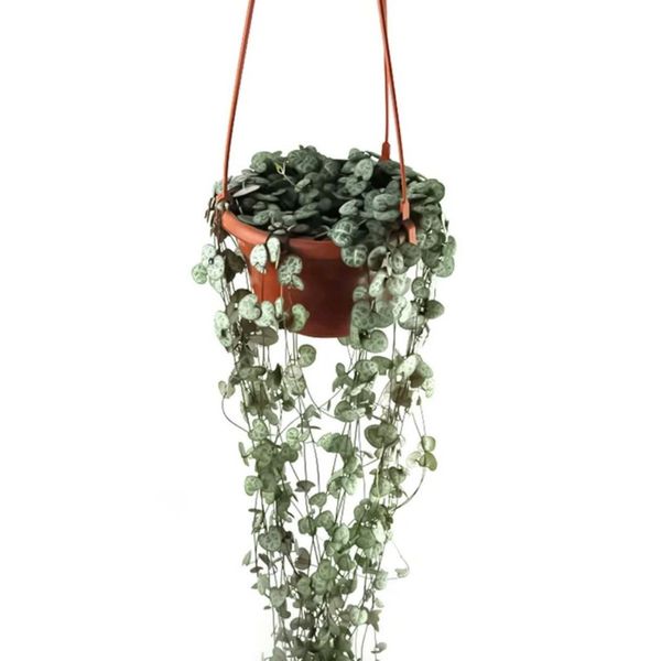 (Loại Dày) Chậu trồng hoa - Giỏ treo hình bát giác, Chậu hoa nhựa - Decor Trang trí nhà cửa