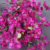 Hoa giả - Cành hoa giấy giả decor trang trí nhà cửa, sân vườn cực đẹp