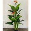 Cây Giả - Cây hoa rum, Cây thiên điểu, Cây môn hồng trang trí nhà cửa - Cây giả decor