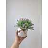 Hoa giả - Chậu hoa tú cầu để bàn, decor trang nhà nhà cửa cực đẹp
