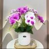 Cành hoa lan hồ điệp 5 bông cao su - decor trang trí tuyệt đẹp và cực sang