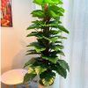 Cây Giả - Cây trầu bà giả cao cấp cao 1,6m - Cây trầu bà giả decor, Trang trí nhà cửa